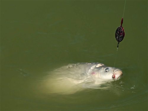 Delphin ThermoTEX kültéri nadrág L