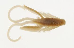 PBHPN1-TD PWRBT PWR NYMPH 1IN TOAD