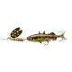 FA Stickle Spinner 8.0cm Vairon