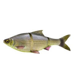 3D LT ROACH 25CM 206G SS HUGO