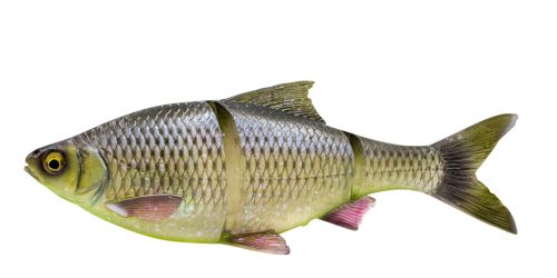 3D LT ROACH 32CM 420G SS HUGO