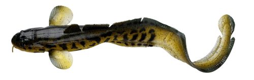 3D BURBOT 25CM 75G FS BURBOT