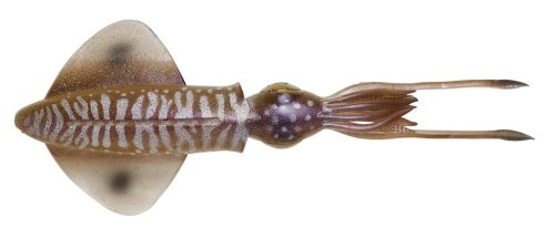 3D SWIM SQUID 25CM 86G S CUTTLEFISH