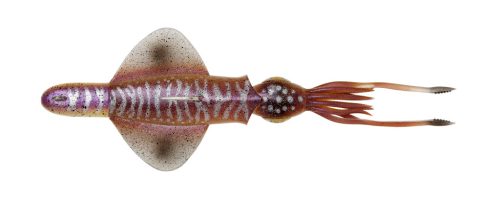 SWIM SQUID RTF 25CM 200GR S CUTTLEFISH