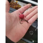  Horog FEEDER